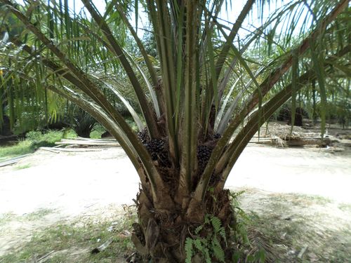 Масличная пальма
